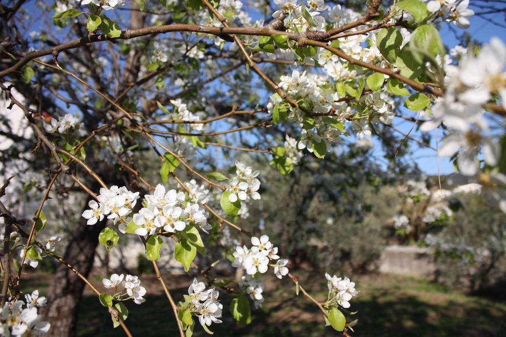 Villa Eleonas Nea Iraklitsa Bagian luar foto